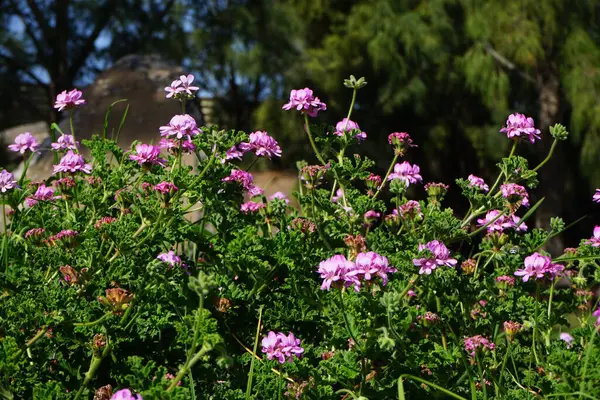 stock image Pelargonium capitatum blooms with purple flowers in October. Pelargonium capitatum is one of several species, rose geranium or rose-scented pelargonium in the family Geraniaceae. Costa Calma, Fuerteventura, Canary Islands, Spain.  