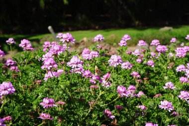 Kelebek Vanessa Cardui ekim ayında Pelargonium Capatum çiçeklerinin üzerinde uçar. Vanessa Cardui, Cynthia Cardui, boyalı bayan, tüm kelebek türlerinin en yaygın olanıdır. Costa Calma, Fuerteventura, Kanarya Adaları, İspanya.