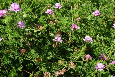 Kelebek Vanessa Cardui ekim ayında Pelargonium Capatum çiçeklerinin üzerinde uçar. Vanessa Cardui, Cynthia Cardui, boyalı bayan, tüm kelebek türlerinin en yaygın olanıdır. Costa Calma, Fuerteventura, Kanarya Adaları, İspanya.