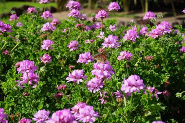 Kelebek Vanessa Cardui ekim ayında Pelargonium Capatum çiçeklerinin üzerinde uçar. Vanessa Cardui, Cynthia Cardui, boyalı bayan, tüm kelebek türlerinin en yaygın olanıdır. Costa Calma, Fuerteventura, Kanarya Adaları, İspanya.