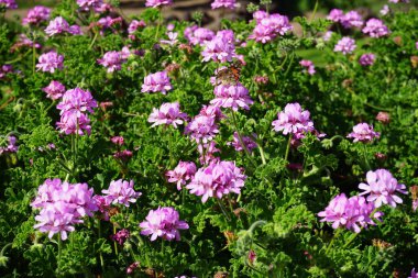 Kelebek Vanessa Cardui ekim ayında Pelargonium Capatum çiçeklerinin üzerinde uçar. Vanessa Cardui, Cynthia Cardui, boyalı bayan, tüm kelebek türlerinin en yaygın olanıdır. Costa Calma, Fuerteventura, Kanarya Adaları, İspanya.