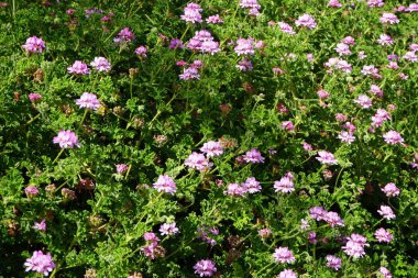 Kelebek Vanessa Cardui ekim ayında Pelargonium Capatum çiçeklerinin üzerinde uçar. Vanessa Cardui, Cynthia Cardui, boyalı bayan, tüm kelebek türlerinin en yaygın olanıdır. Costa Calma, Fuerteventura, Kanarya Adaları, İspanya.