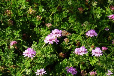 Kelebek Vanessa Cardui ekim ayında Pelargonium Capatum çiçeklerinin üzerinde uçar. Vanessa Cardui, Cynthia Cardui, boyalı bayan, tüm kelebek türlerinin en yaygın olanıdır. Costa Calma, Fuerteventura, Kanarya Adaları, İspanya.