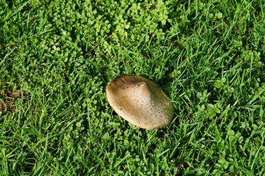 Ekim ayında çimlerin üzerinde büyüyen klorofilyum molibditler. Klorofilyum molibditler, yeşil sporlu şemsiye, sahte şemsiye, yeşil sporlu lepiota ve kusmuk, yaygın bir mantardır. Costa Calma, Fuerteventura, Las Palmas, İspanya. 