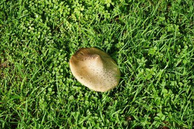 Ekim ayında çimlerin üzerinde büyüyen klorofilyum molibditler. Klorofilyum molibditler, yeşil sporlu şemsiye, sahte şemsiye, yeşil sporlu lepiota ve kusmuk, yaygın bir mantardır. Costa Calma, Fuerteventura, Las Palmas, İspanya. 