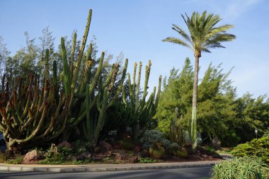 Kaktüs, sulu bitkiler ve diğer bitkiler Ekim ayında sahil tatil beldesi Costa Calma, Fuerteventura, Las Palmas, İspanya 'da yetişir.. 