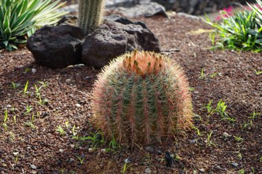 Ferocactus pilosus kaktüsü ekim ayında yetişir. Ferocactus pilosus (Meksika kireç kaktüsü veya Meksika ateş fıçısı), bir kaktüs türüdür. Costa Calma, Fuerteventura, Las Palmas, İspanya. 