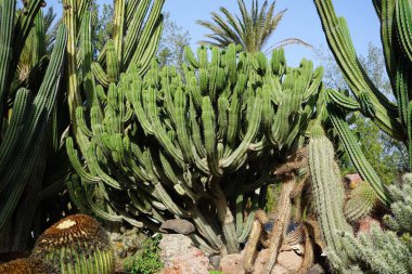 Stenocereus griseus and other plants grow in October. Stenocereus griseus, the Mexican organ pipe, dagger cactus, pitaya, and pitayo de mayo, is a species of cactus. Costa Calma, Fuerteventura, Spain.  clipart