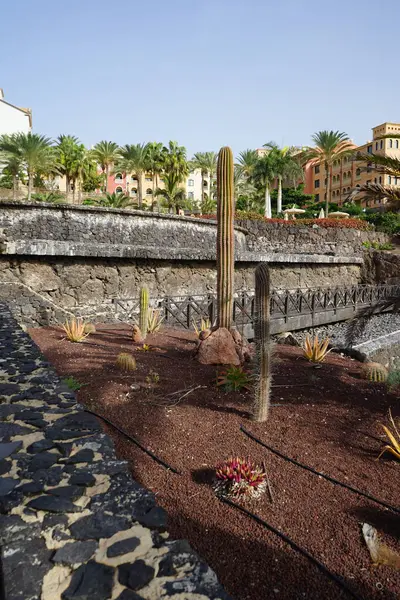 stock image Cacti, succulents and other plants grow in October at the beach holiday resort town Costa Calma, Fuerteventura, Las Palmas, Spain. 