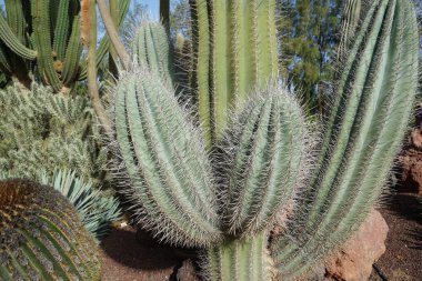 Pachycereus pringlei cactus growing in October. Pachycereus pringlei is a species of plant in the genus Pachycereus from the cactus family Cactaceae. Costa Calma, Fuerteventura, Spain.  clipart