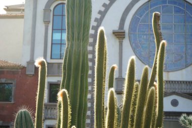 Cacti Pachycereus pringlei and Vatricania guentheri grow in October. Pachycereus pringlei is a species of plant in the genus Pachycereus from the cactus family Cactaceae. Costa Calma, Fuerteventura, Las Palmas, Spain. clipart