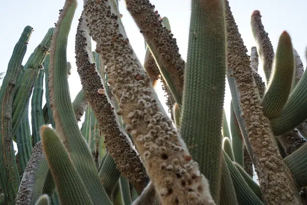 stock image Vatricania guentheri cacti bloom in October. Vatricania is a monotypic genus of flowering plants belonging to the family Cactaceae. It contains just one species, Vatricania guentheri or red tail cactus. Costa Calma, Fuerteventura, Las Palmas, Spain.