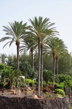 Kaktüs, sulu bitkiler ve diğer bitkiler Ekim ayında sahil tatil beldesi Costa Calma, Fuerteventura, Las Palmas, İspanya 'da yetişir.. 