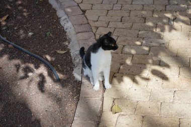 Bir bahçedeki patikada siyah beyaz bir kedi oturuyor. Kedi, Felis catus, evcil kedi veya ev kedisi, Felidae familyasından evcil bir türdür. Costa Calma, Fuerteventura, İspanya. 