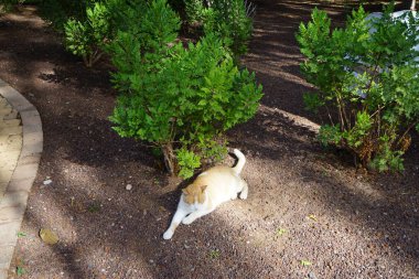Ekim ayında bahçede kırmızı ve beyaz bir kedi yatıyor. Kedi, Felis catus, evcil kedi veya ev kedisi, Felidae familyasından evcil bir türdür. Costa Calma, Fuerteventura, İspanya. 
