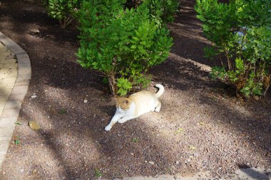 Ekim ayında bahçede kırmızı ve beyaz bir kedi yatıyor. Kedi, Felis catus, evcil kedi veya ev kedisi, Felidae familyasından evcil bir türdür. Costa Calma, Fuerteventura, İspanya. 