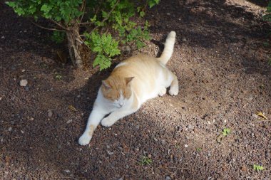 Ekim ayında bahçede kırmızı ve beyaz bir kedi yatıyor. Kedi, Felis catus, evcil kedi veya ev kedisi, Felidae familyasından evcil bir türdür. Costa Calma, Fuerteventura, İspanya. 