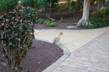 Ekim ayında bir bahçedeki patikada kırmızı ve beyaz bir kedi oturur. Kedi, Felis catus, evcil kedi veya ev kedisi, Felidae familyasından evcil bir türdür. Costa Calma, Fuerteventura, İspanya. 