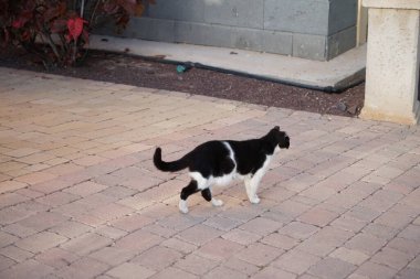 Siyah ve beyaz bir kedi patika boyunca bir bahçenin gölgesinde yürür. Kedi, Felis catus, evcil kedi veya ev kedisi, Felidae familyasından evcil bir türdür. Costa Calma, Fuerteventura, İspanya.
