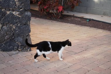 Siyah ve beyaz bir kedi patika boyunca bir bahçenin gölgesinde yürür. Kedi, Felis catus, evcil kedi veya ev kedisi, Felidae familyasından evcil bir türdür. Costa Calma, Fuerteventura, İspanya.