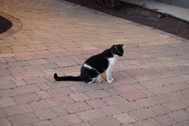 Bir bahçedeki patikada siyah beyaz bir kedi oturuyor. Kedi, Felis catus, evcil kedi veya ev kedisi, Felidae familyasından evcil bir türdür. Costa Calma, Fuerteventura, İspanya. 