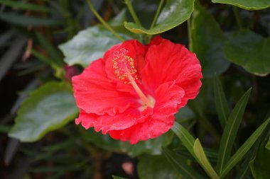 Hibiscus rosa-sinensis sonbaharda kırmızı çiçeklerle açar. Hibiscus rosa-sinensis, Çin-Hawaii amfibisi, Çin gülü, gül gülü ve ayakkabı siyah bitkisi, tropikal amfibik türünün bir türüdür. Costa Calma, Fuerteventura, İspanya.