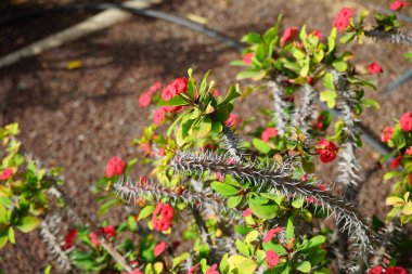 Euphorbia milii blooms with red flowers in autumn. Euphorbia milii, the crown of thorns, Christ plant, or Christ's thorn, is a species of flowering plant in the spurge family Euphorbiaceae. Costa Calma, Fuerteventura, Spain. clipart