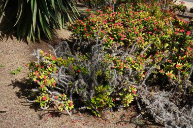 Öforbi milisi sonbaharda kırmızı çiçeklerle çiçek açar. Euphorbia milii, dikenli taç, İsa bitkisi ya da İsa 'nın dikeni olarak da bilinir, öforbiaceae familyasından bir bitki türüdür. Costa Calma, Fuerteventura, İspanya.