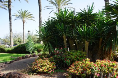 Yucca aloifolia, Ekim 'de kırmızı çiçeklenen Euphorbia milii çalılarıyla çevrili olarak büyür. Yucca aloifolia, aloe yucca, hançer bitkisi ve İspanyol süngüsü, Yucca cinsinin bir türüdür. Costa Calma, Fuerteventura, İspanya. 