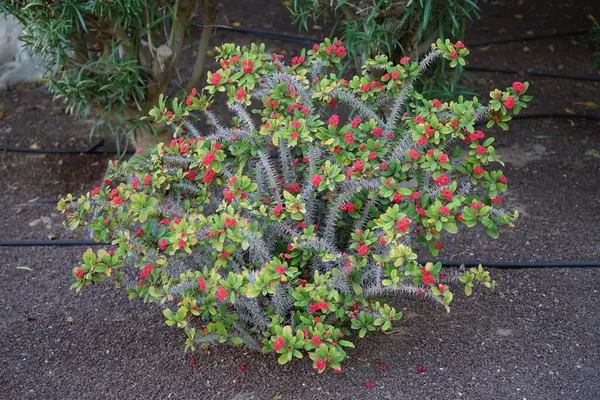 Öforbi milisi sonbaharda kırmızı çiçeklerle çiçek açar. Euphorbia milii, dikenli taç, İsa bitkisi ya da İsa 'nın dikeni olarak da bilinir, öforbiaceae familyasından bir bitki türüdür. Costa Calma, Fuerteventura, İspanya.