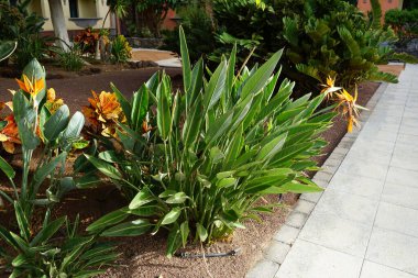 Strelitzia reginae sonbaharda çiçek açar. Strelitzia reginae, (Türkçe: 