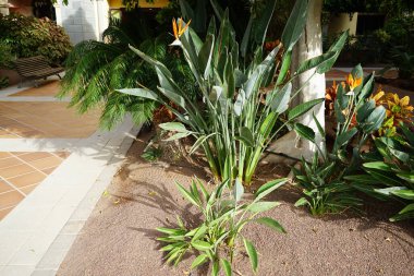 Strelitzia reginae sonbaharda çiçek açar. Strelitzia reginae, (Türkçe: 