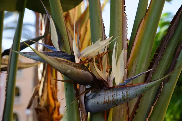 stock image Strelitzia nicolai blooms in autumn. Strelitzia nicolai, the wild banana or giant white bird of paradise, is a species of banana-like plants in the family Strelitziaceae. Costa Calma, Fuerteventura, Canary Islands, Spain.