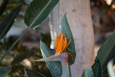 Strelitzia reginae sonbaharda çiçek açar. Strelitzia reginae, (Türkçe: 