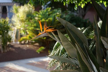 Strelitzia reginae sonbaharda çiçek açar. Strelitzia reginae, (Türkçe: 