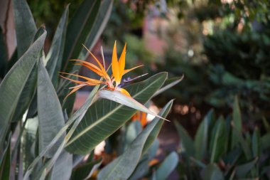 Strelitzia reginae blooms in autumn. Strelitzia reginae, the crane flower, bird of paradise, or isigude in Nguni, is a species of flowering plant in the Strelitziaceae family. Costa Calma, Fuerteventura, Canary Islands, Spain.  clipart