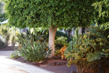 Strelitzia reginae sonbaharda çiçek açar. Strelitzia reginae, (Türkçe: 