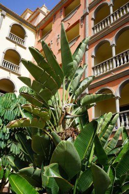 Strelitzia Nicolai sonbaharda çiçek açar. Strelitzia nicolai, Strelitziaceae familyasından bir muz türü. Costa Calma, Fuerteventura, Kanarya Adaları, İspanya.