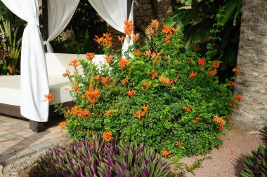 Tecoma capensis blooms with orange-red flowers in October. Tecomaria capensis, the Cape honeysuckle, is a species of flowering plant in the family Bignoniaceae. Costa Calma, Fuerteventura, Canary Islands, Spain. clipart