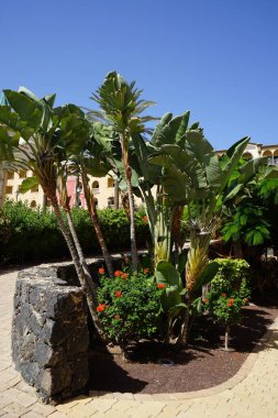 Tecoma capensis, Ekim ayında Strelitzia nicolai arka planında portakal kırmızısı çiçeklerle çiçek açar. Tecomaria capensis, Bignoniaceae familyasından bir bitki türü. Costa Calma, Fuerteventura, Kanarya Adaları.