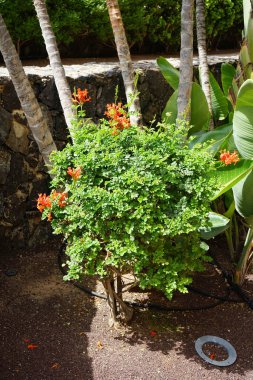 Tecoma capensis, Ekim ayında portakal kırmızısı çiçeklerle çiçek açar. Tecomaria capensis, Bignoniaceae familyasından bir bitki türü. Costa Calma, Fuerteventura, Kanarya Adaları, İspanya.