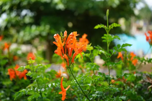 stock image Tecoma capensis blooms with orange-red flowers in October. Tecomaria capensis, the Cape honeysuckle, is a species of flowering plant in the family Bignoniaceae. Costa Calma, Fuerteventura, Canary Islands, Spain.