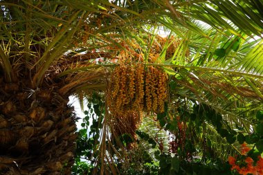Phoenix kanarya palmiyesi ekim ayında büyüyor. Phoenix kanaryası (Kanarya Adası palmiyesi veya ananas palmiyesi), çiçekli bir bitki türüdür. Costa Calma, Fuerteventura, Kanarya Adaları, İspanya.