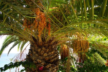 Phoenix kanarya palmiyesi ekim ayında büyüyor. Phoenix kanaryası (Kanarya Adası palmiyesi veya ananas palmiyesi), çiçekli bir bitki türüdür. Costa Calma, Fuerteventura, Kanarya Adaları, İspanya.