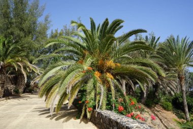 Phoenix kanarya palmiyesi ekim ayında büyüyor. Phoenix kanaryası (Kanarya Adası palmiyesi veya ananas palmiyesi), çiçekli bir bitki türüdür. Costa Calma, Fuerteventura, Kanarya Adaları, İspanya.
