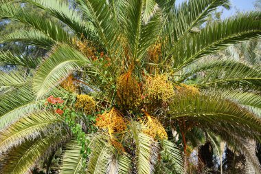 Phoenix kanarya palmiyesi ekim ayında büyüyor. Phoenix kanaryası (Kanarya Adası palmiyesi veya ananas palmiyesi), çiçekli bir bitki türüdür. Costa Calma, Fuerteventura, Kanarya Adaları, İspanya.