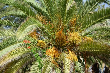 Phoenix kanarya palmiyesi ekim ayında büyüyor. Phoenix kanaryası (Kanarya Adası palmiyesi veya ananas palmiyesi), çiçekli bir bitki türüdür. Costa Calma, Fuerteventura, Kanarya Adaları, İspanya.