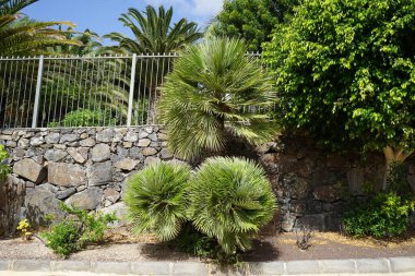 Chamaerops Ekim 'de aşağılanıyor. Chamaerops, Arecaceae familyasından bir bitki cinsidir. Avrupa hayran palmiyesi veya Akdeniz cüce palmiyesi olarak adlandırılan tek tür olan Chamaerops 'un aşağılanmasıdır. Costa Calma. 