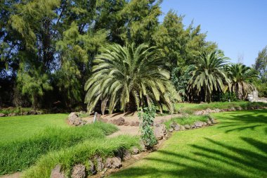Phoenix kanarya palmiyesi ekim ayında büyüyor. Phoenix kanaryası (Kanarya Adası palmiyesi veya ananas palmiyesi), çiçekli bir bitki türüdür. Costa Calma, Fuerteventura, Kanarya Adaları, İspanya.