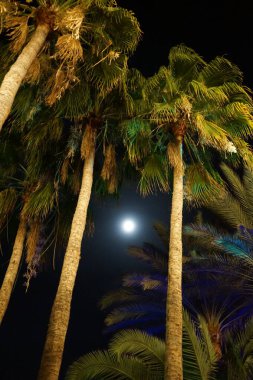 Washingtonia robusta palmiyeleri Kasım ayında gökyüzünün arka planında ay ile birlikte büyür. Washingtonia robusta, Meksika fan palmiyesi, Meksika Washingtonia veya skyduster palmiyesidir. Costa Calma, Fuerteventura, Kanarya Adaları, İspanya. 